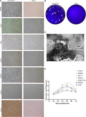 Isolation and identification of a novel porcine-related recombinant mammalian orthoreovirus type 3 strain from cattle in Guangxi Province, China